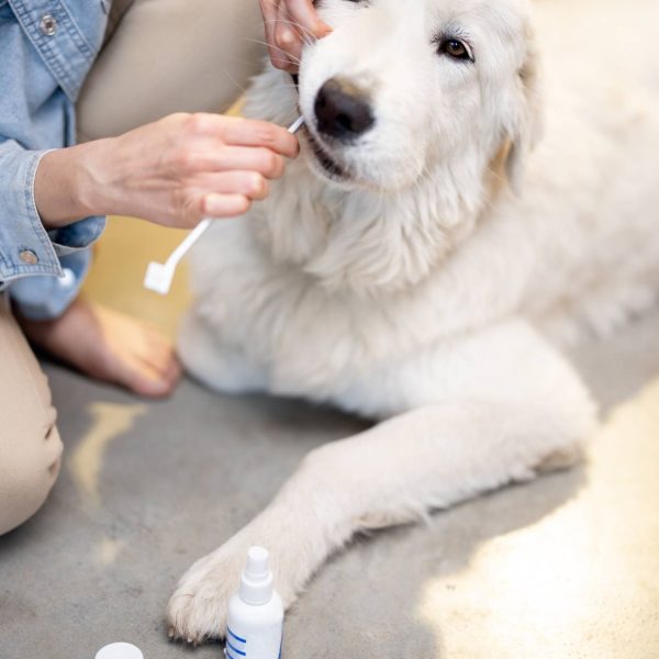 Veterinary Compounds, Veterinary Compounding Pharmacy, pet medications compounding, veterinary pharmacy